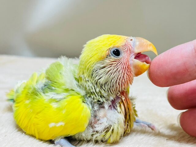 コザクラインコ（小桜インコ）