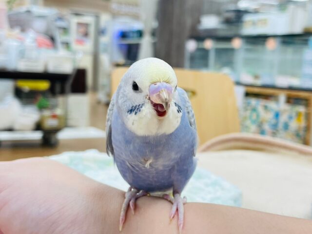 セキセイインコ