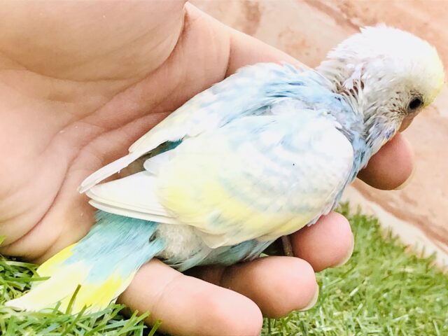 セイオウチョウ（青黄鳥）