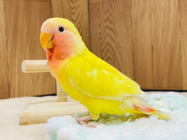 コザクラインコ（小桜インコ）