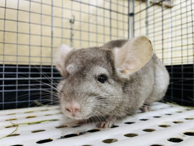 触れ合い⭕️最新画像になりますよ❣️チンチラ(シナモン)入舎しました〜♪ チンチラ