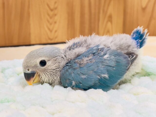 コザクラインコ（小桜インコ）