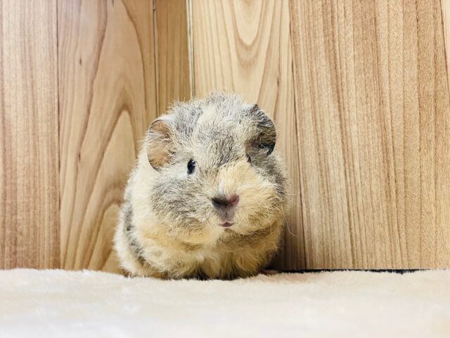 テディモルモット