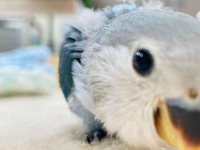 コザクラインコ（小桜インコ）