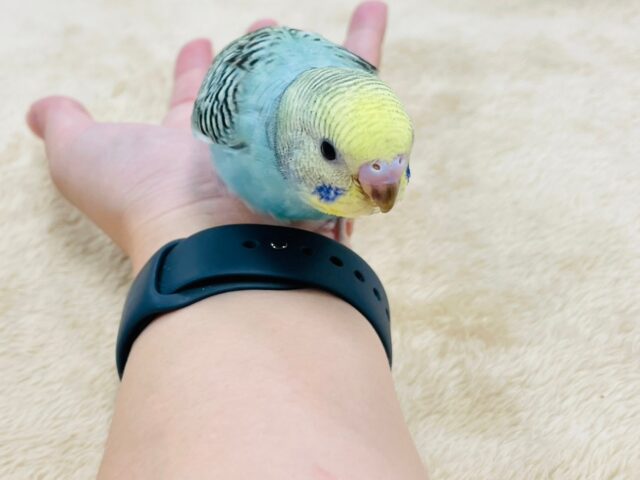 セキセイインコ