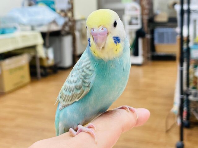 セキセイインコ