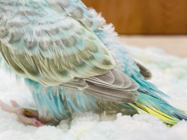 セキセイインコ