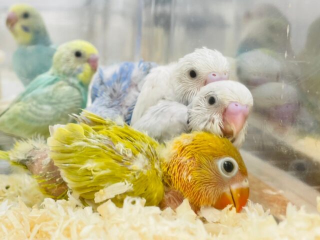 ヤマブキボタンインコ