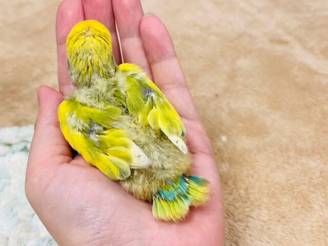 コザクラインコ（小桜インコ）