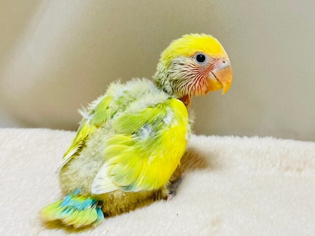 コザクラインコ（小桜インコ）