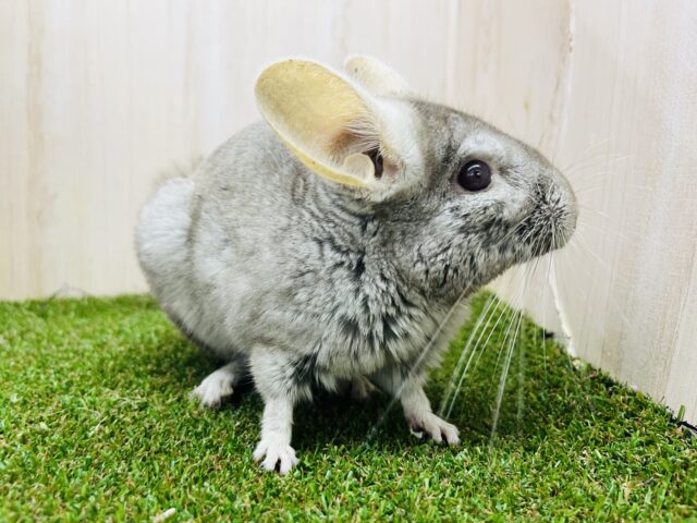 触れ合い⭕️最新画像になりますよ❣️チンチラ(シナモン)入舎しました〜♪ チンチラ