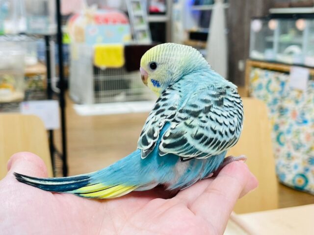 セキセイインコ