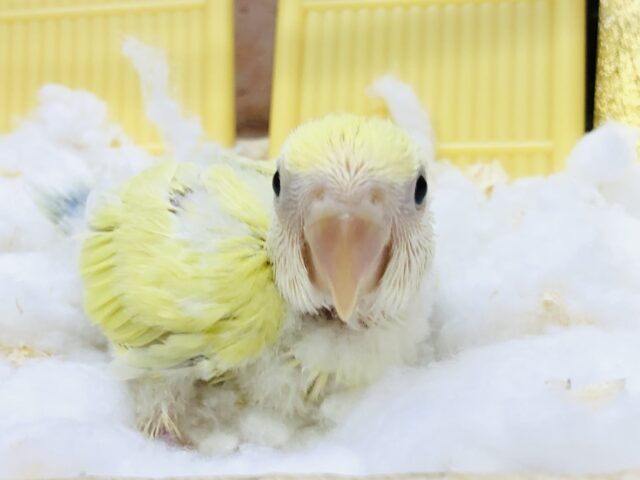 コザクラインコ（小桜インコ）