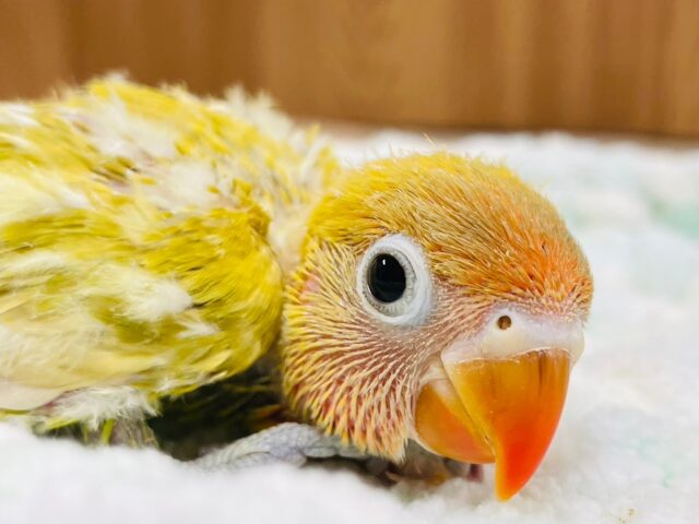 ヤマブキボタンインコ