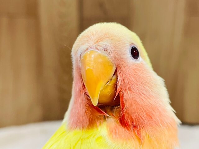 コザクラインコ（小桜インコ）