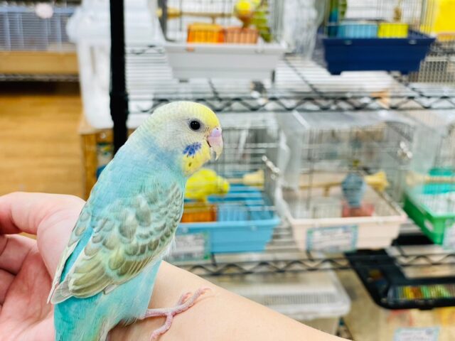 セキセイインコ