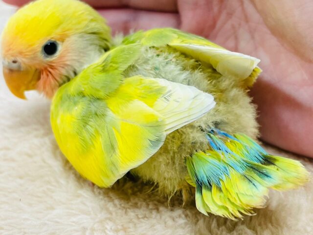 コザクラインコ（小桜インコ）