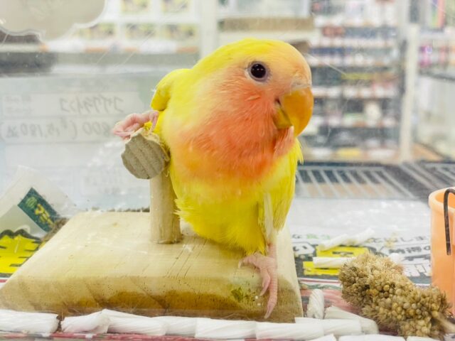 コザクラインコ（小桜インコ）