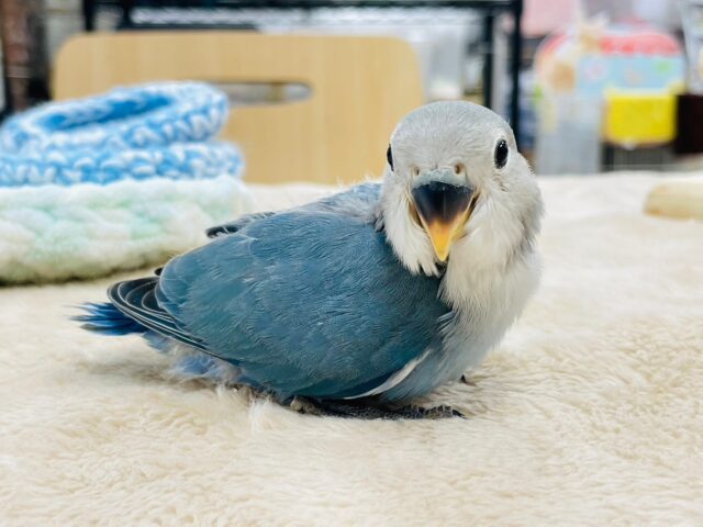 コザクラインコ（小桜インコ）