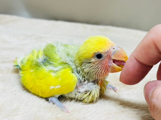 コザクラインコ（小桜インコ）