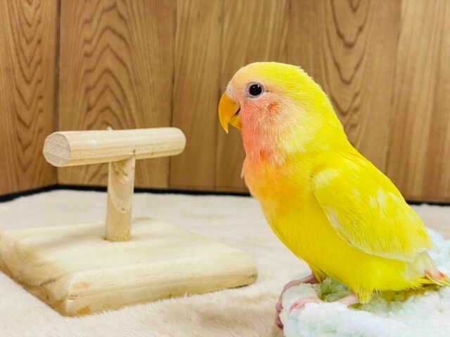 コザクラインコ（小桜インコ）