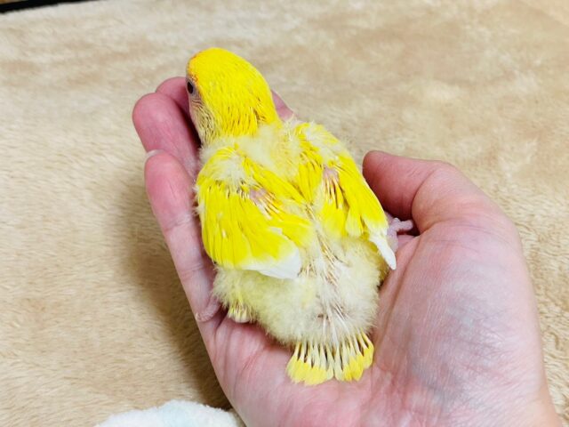 コザクラインコ（小桜インコ）