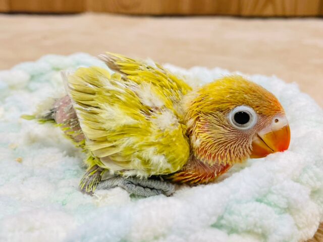 ヤマブキボタンインコ