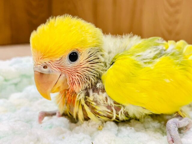コザクラインコ（小桜インコ）