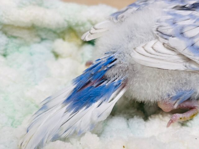 セキセイインコ