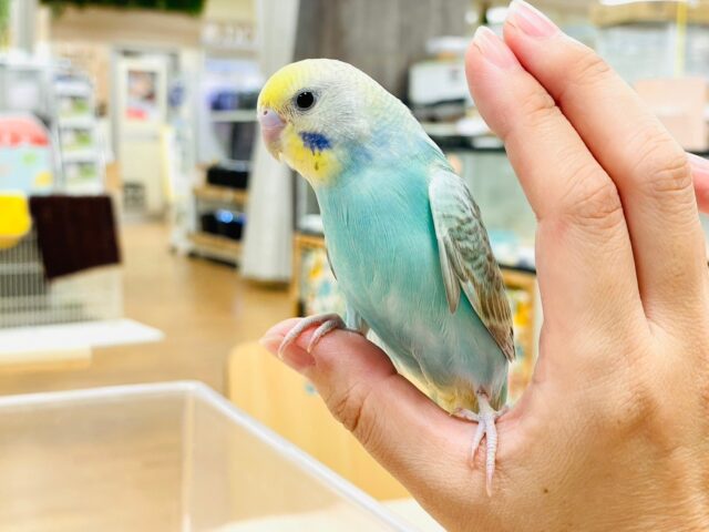 セキセイインコ