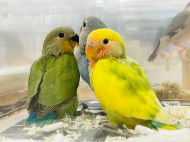 コザクラインコ（小桜インコ）