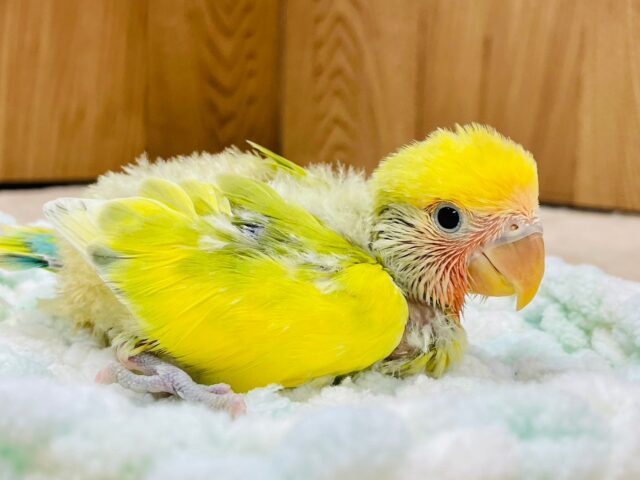 コザクラインコ（小桜インコ）