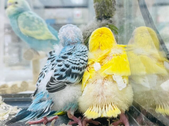 コザクラインコ（小桜インコ）