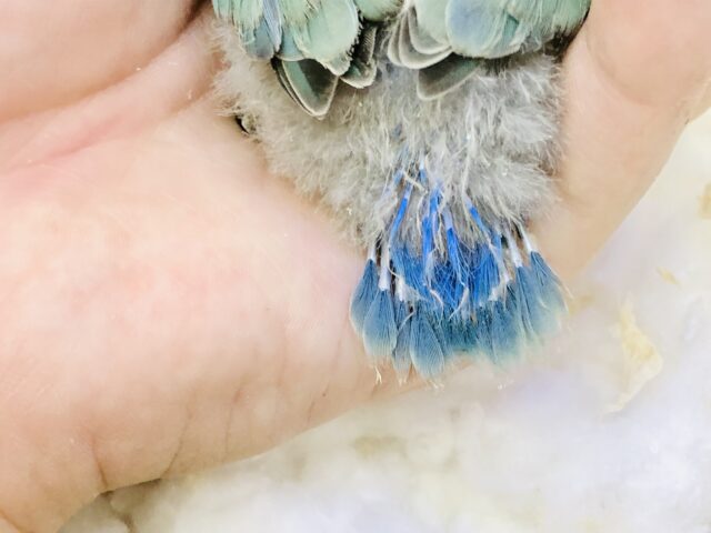 コザクラインコ（小桜インコ）