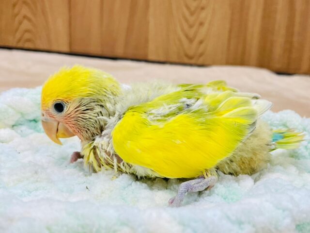 コザクラインコ（小桜インコ）