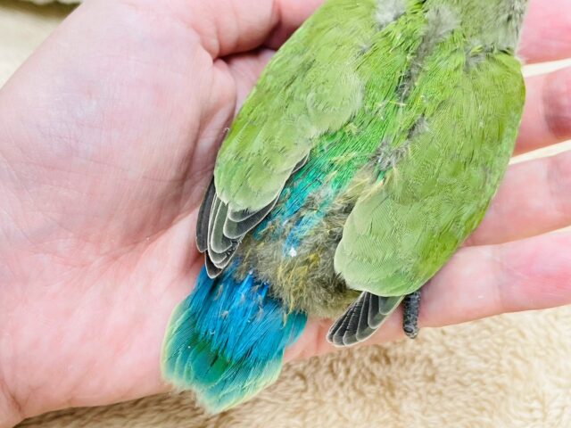 コザクラインコ（小桜インコ）