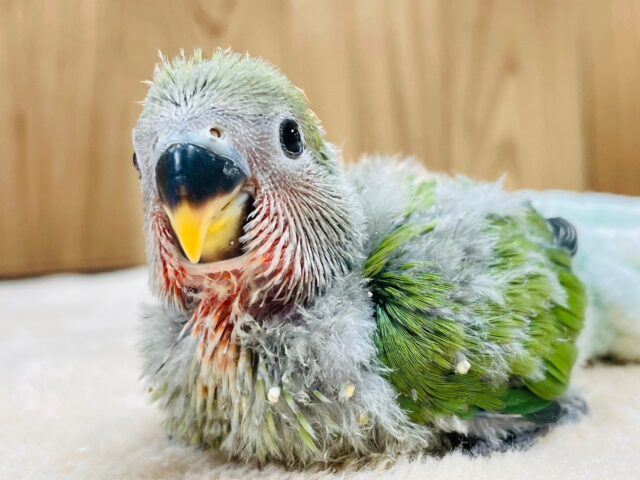 コザクラインコ（小桜インコ）