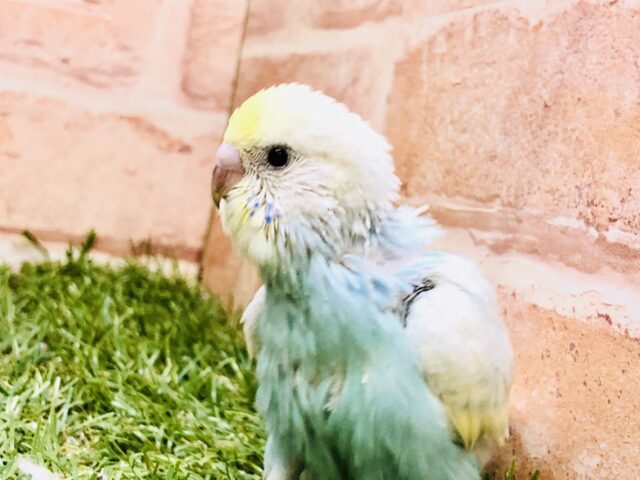 セイオウチョウ（青黄鳥）