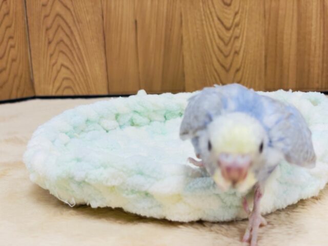 セキセイインコ