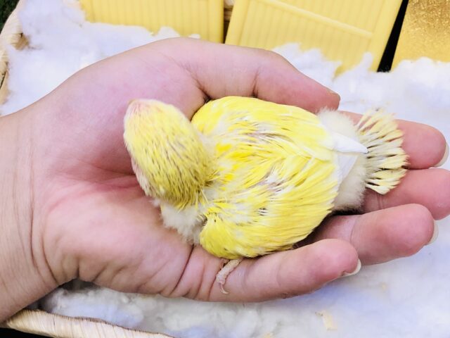 コザクラインコ（小桜インコ）