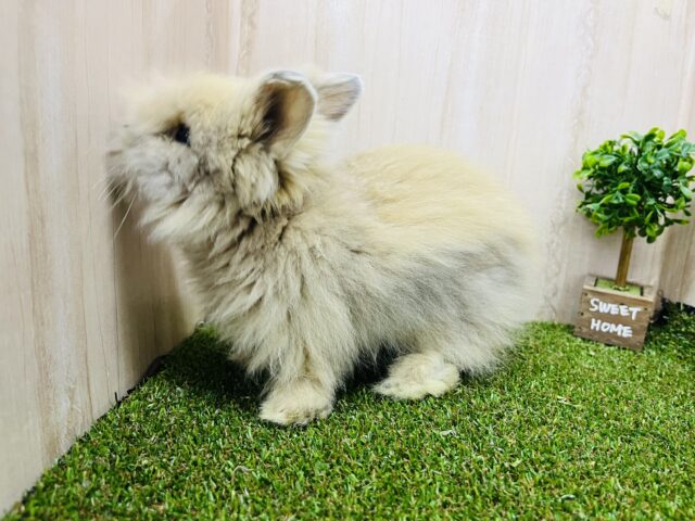 ライオンラビット