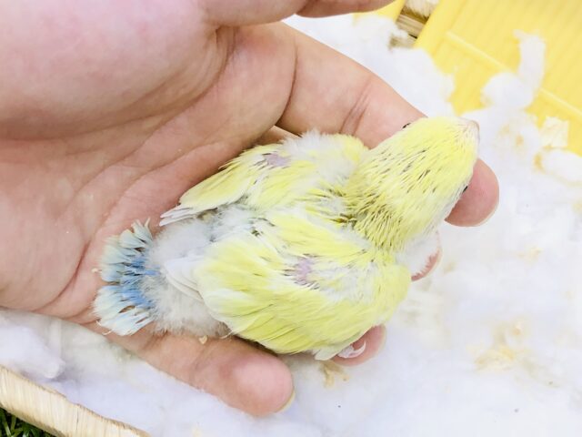 コザクラインコ（小桜インコ）