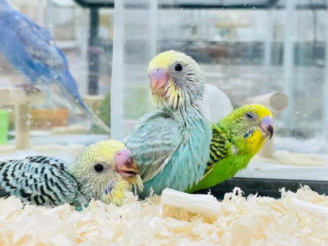 セキセイインコ