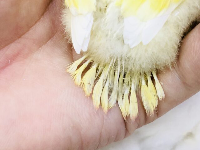 コザクラインコ（小桜インコ）