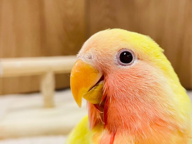 コザクラインコ（小桜インコ）