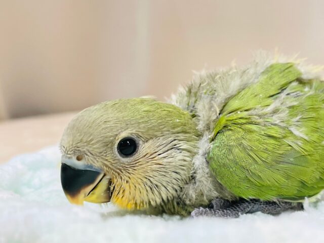 コザクラインコ（小桜インコ）