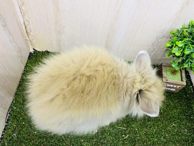 ライオンラビット