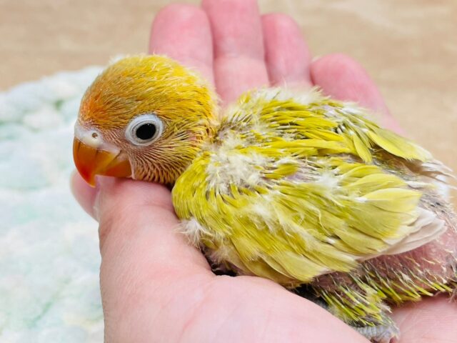 ヤマブキボタンインコ