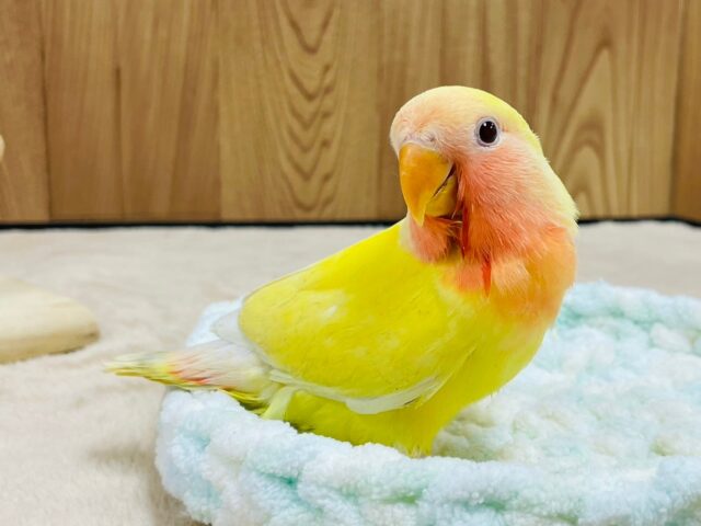 コザクラインコ（小桜インコ）