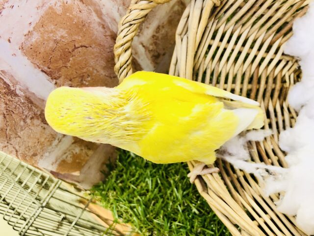 コザクラインコ（小桜インコ）